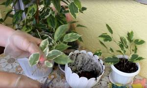 Как посадить отросток фикуса без корней