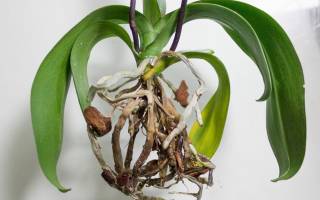 Как реанимировать орхидею если сгнили корни