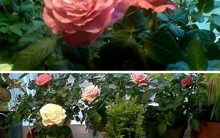 Карликовые розы в саду