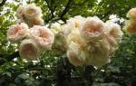 Роза плетистая мелкоцветковая