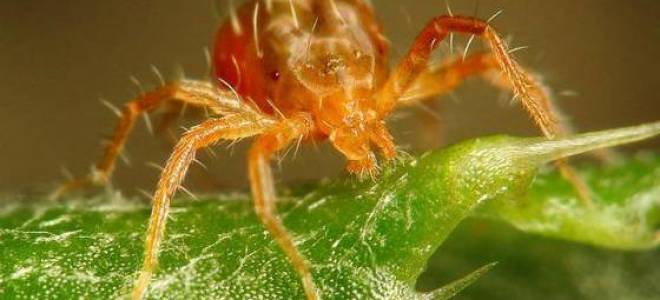Паутинный клещ на комнатных растениях как избавиться