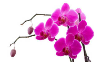 Черные пятна на листьях орхидеи