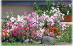 Садовые цветы каталог с фотографиями