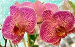 Сколько раз в год цветет орхидея