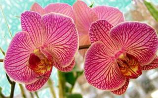 Как цветут орхидеи в домашних условиях