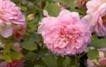 Цветы пионовидные розы