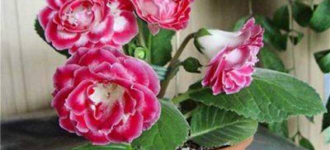 Как посадить глоксинию семенами