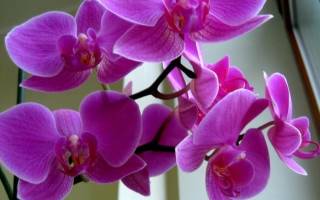 Орхидеи болезни листьев как лечить