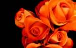 Розы оранжевого цвета