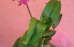 Почему у орхидеи листья стали мягкими