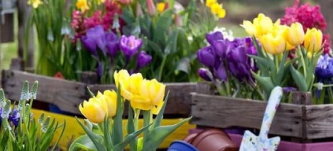 Когда высаживать луковицы тюльпанов