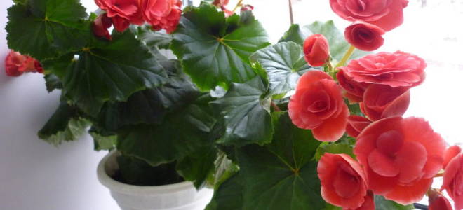 Бегония клубневая уход