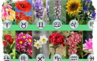 Цветы знаков зодиака