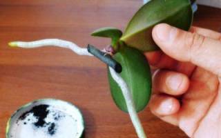 Как отсадить детку орхидеи от цветоноса