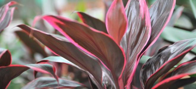 Кордилина размножение