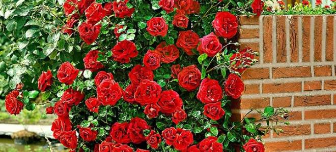 Вьющиеся садовые растения