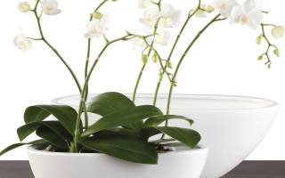 Кашпо для орхидей как использовать