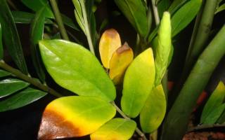 Почему желтеют и опадают листья