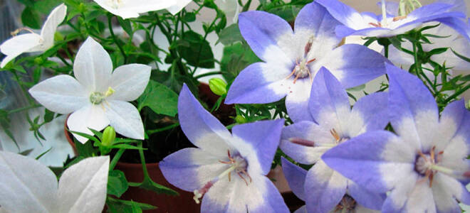 Кампанула невеста