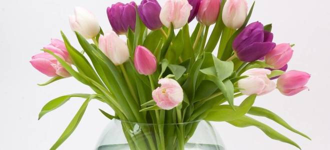 Когда пересадить тюльпаны