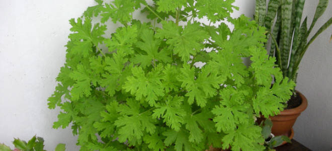 Почему герань перестала цвести