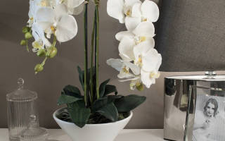 Можно ли пересадить орхидею цветущую