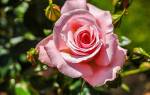 Почему не цветут плетистые розы