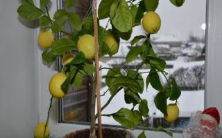Лимон павловский уход в домашних условиях
