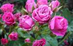 Что такое роза флорибунда