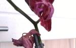 Пересадка цветущей орхидеи