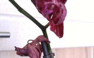 Пересадка цветущей орхидеи
