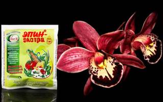 Как применять эпин для орхидей