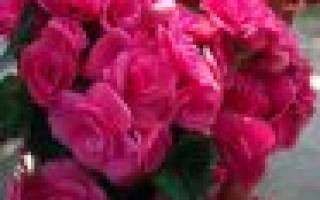 Размножение бегонии в домашних условиях листом