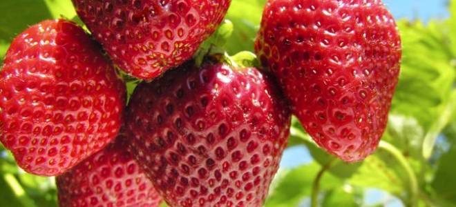 Сорта клубники для сибири