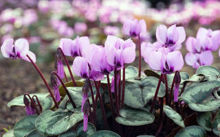 Размножение цикламена в домашних условиях