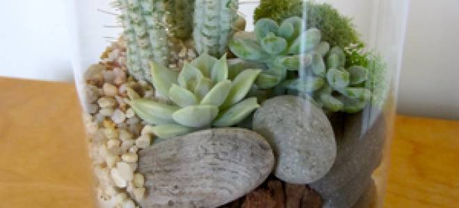 Суккуленты в аквариуме своими руками