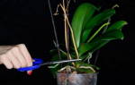 Как заставить орхидею выпустить цветонос