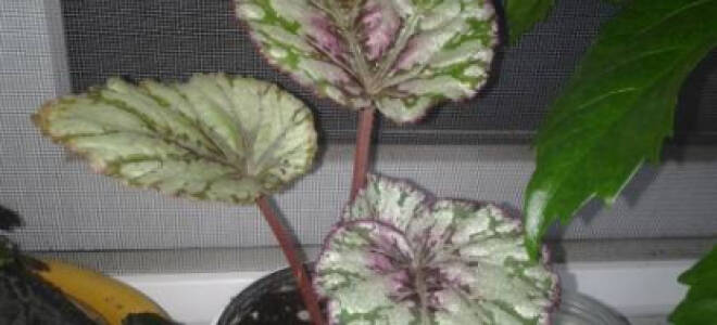 Бегония воротничковая