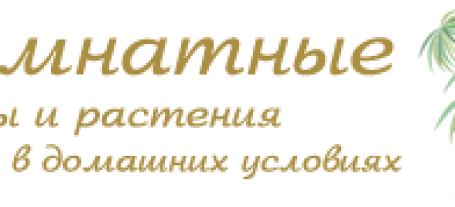 Почему у розы краснеют листья
