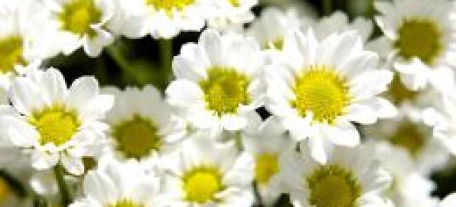 Ромашка хризантемовидная