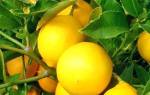 Уход за домашним лимоном