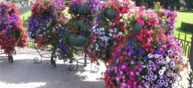 Свисающие растения