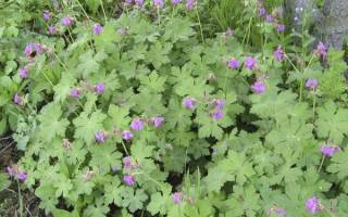 Герань садовая многолетняя сорта