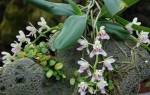 Дикая орхидея цветы