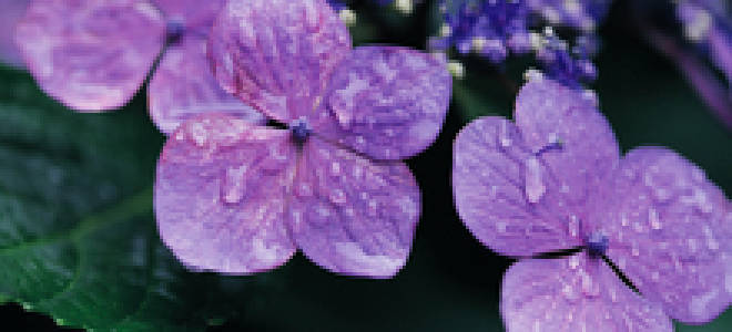 Красивые фиолетовые цветы