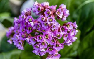 Когда пересаживать бадан