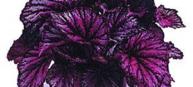 Бегония королевская уход