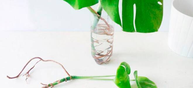 Как размножать монстеру