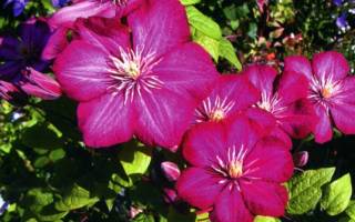 Клематис виль де лион описание