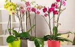 Цветок орхидея уход в домашних условиях